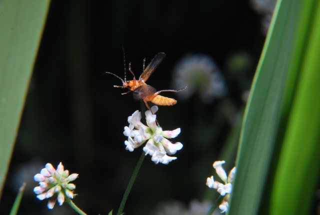 Rhagonycha fulva